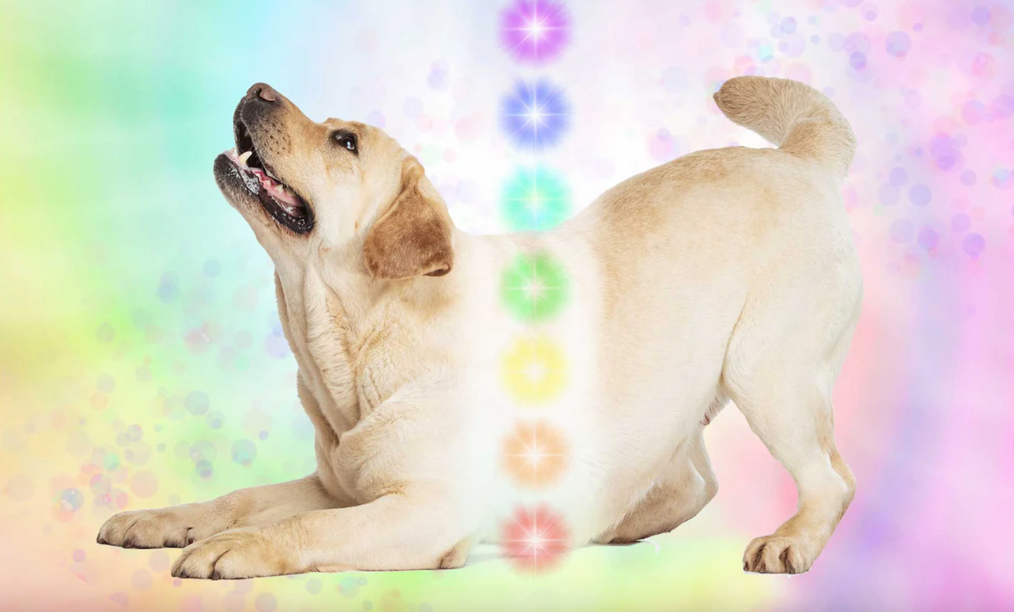 In-Person Chakra Scan and Balancing Session for Your Pet